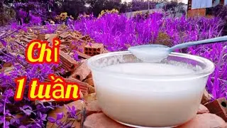 Mẹo hây, 3 cách làm cơm mẻ ngon và cho cơm mẻ ăn đơn giản và hay nhất