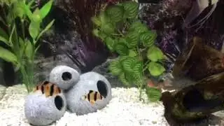 55 Gallon Community Tank