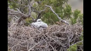 Parental Care in Birds