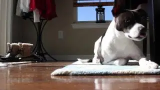 Homemade Dog Feeder with Arduino UNO