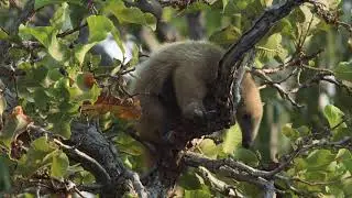 Southern Tamandua (Tamandua tetradactyla), Mother and cub, Barba Azul Nature Reserve, Bolivia