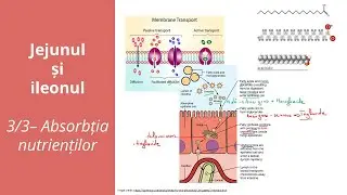 Jejunul și ileonul 3/3 - Absorbția nutrienților -  Barron's - Admitere la medicină
