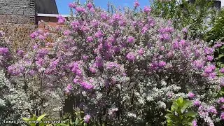 Esse Arbusto Prateado Está Encantando Jardins (Olha Isso!)
