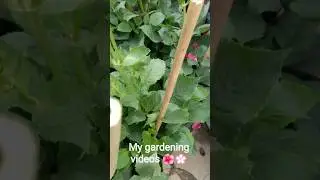 daliya ❤/hibiscus/beautiful/flower 💖/my gardening videos/Gorai garden 🏡/#garden #flowers #hibiscus