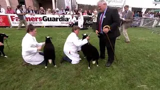 Pencampwriaeth benywaidd Balwen | Balwen sheep female championship