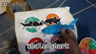 shark silhouette || eosshow || colour spinning wheel