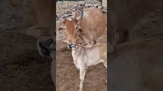 cute cow and calf 😘 #cow #gircow #calves