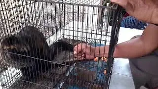 MENJINAKAN MUSANG LIAR & GANAS