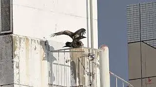#nationalgeographic #nikonsg #blackkite Black Kite on Flight to mate with the waiting partner