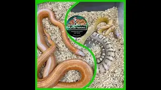 Clutch 19: Scaleless Golddust + Butter Tessera | Future-Morphs