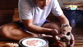 Daddy treats monkey Paqui with plenty of yummy snack