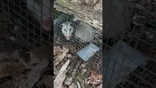 BIG OPOSSUM In The TRAP! #hunting #trapping #opossum