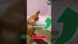 Dog with Unique Skills #wow #pets #skills