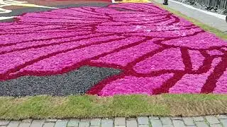 FLOWERS CARPET  BRUSSELS BELGIUM-  15-18 AUGUST 2024 DSCN6390