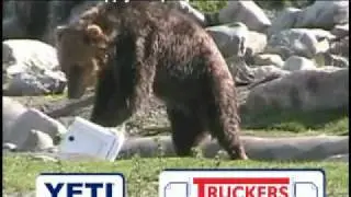 YETI vs Grizzly Bear