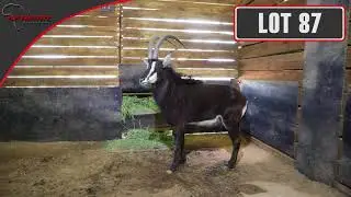 African Game Auctioneers Boma Lots 5