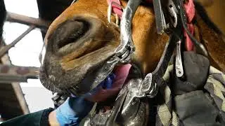 Equine Dentalscope by Horse Dental Equipment