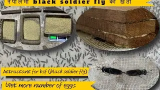Attractant for bsf (black soldier fly) Black soldier fly farming in Nepal