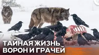 Секреты крыльев: как ворон наблюдают за миром вокруг