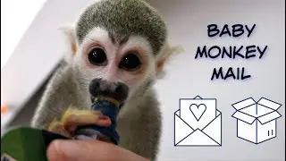 Baby Monkey Opens Mail with Daddy #babysquirrelmonkey #babymonkey