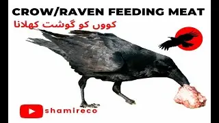 Thirsty Crow Story, Crow Raven eating meat, crow bird crowing sound Bird Rhymes for Children