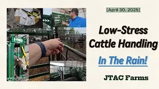 Low Stress Cattle Handling In The Rain!