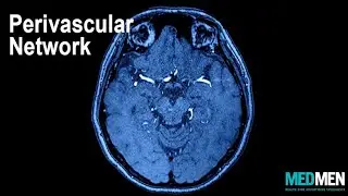 Beard Boy Productions: MedMen Medical Minute Perivascular Network