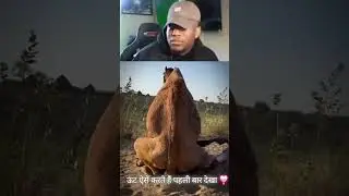 camel mating in desert