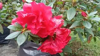 #azalea full bloom #beautiful #plants #garden