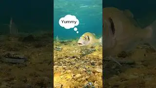 Oh! free food 🤤 #fish