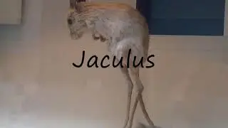 How to Pronounce Jaculus?