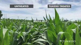 Verdesian Field Day &ndash; See the Difference Thanks to Tuxedo