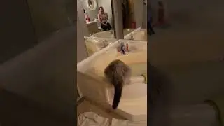 #cat #funny #happycats #catmemes #music #memes #trending #trendingshorts #tiktok #new #reels #SJ