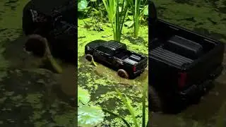 truck drives into a swamp