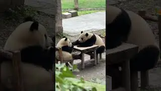 #panda #cuteanimals #cute #cutepets #shorts