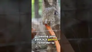 What Does It Mean When a Rabbit Crosses Your Path?  #spiritual #rabbits #rabbitlifestyle