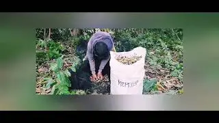Урожай Лагтанга или растения с рыбными ягодами #рыбнаяягода
