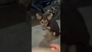 German shepherd      #GermanShepherdLove#GermanShepherdIndia#DogLoverVibes#RoyalGermanShepherd