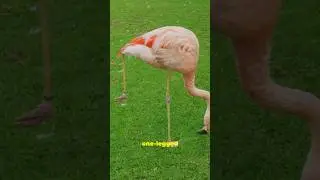 This is why flamingos stand on one leg 🦩