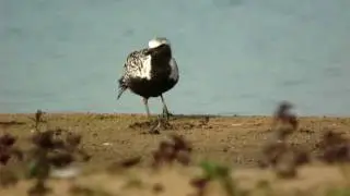 zilverplevier (Grey Plover)