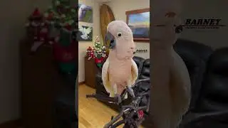 Ha Ha Ha Ha Whoo! 🤣 Subscribe now for daily Barney videos!