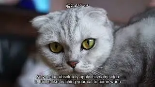 Can Cats Be Trained? Discover the Secrets to Feline Behavior and Training Tips!