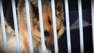 RAIN RESCUE APPEAL