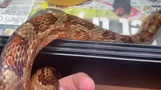 MY CORN SNAKE HAS HER STITCHES REMOVED!