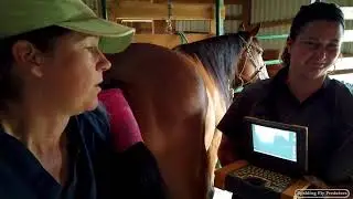 All About Horse Breeding with Specialist Dr. Jenni Grimmett