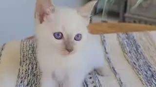 Elsa , Lilac Point Siamese  from Poppy at Provenance Cats