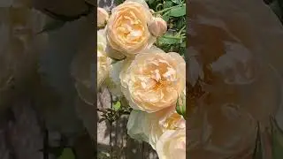 Lichfield Angel Rose