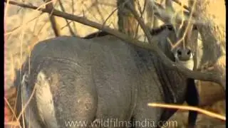 Most prolific antelope of India - Blue Bull