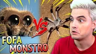 ARANHA MAIS FOFA vs. ARANHA MAIS FEIA! QUEM GANHA? [+10]