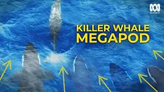 Skinned Alive: The Disturbing Way Killer Whales Eat Beaked Whale